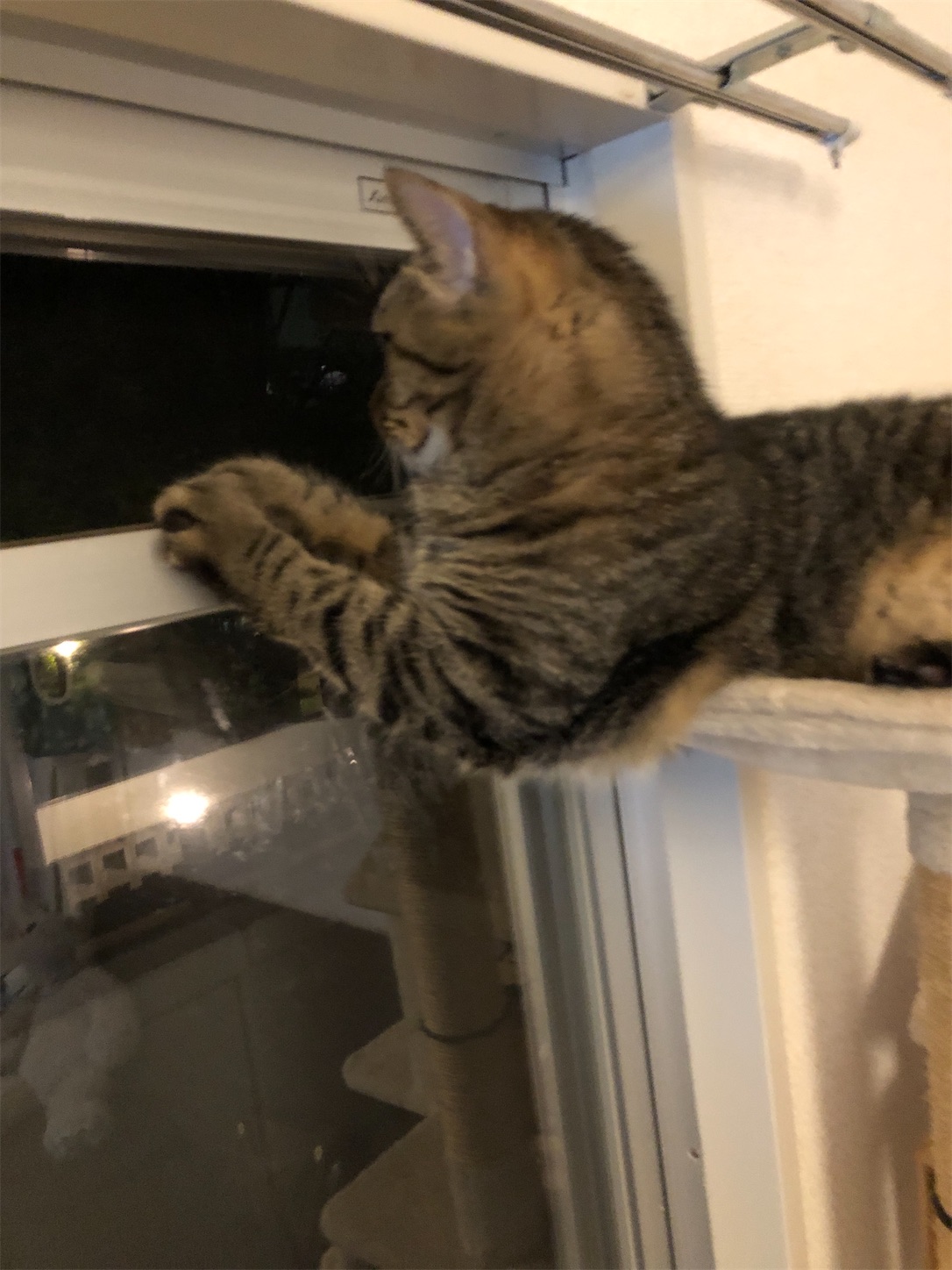 f:id:miisuketan:20201214105741j:image