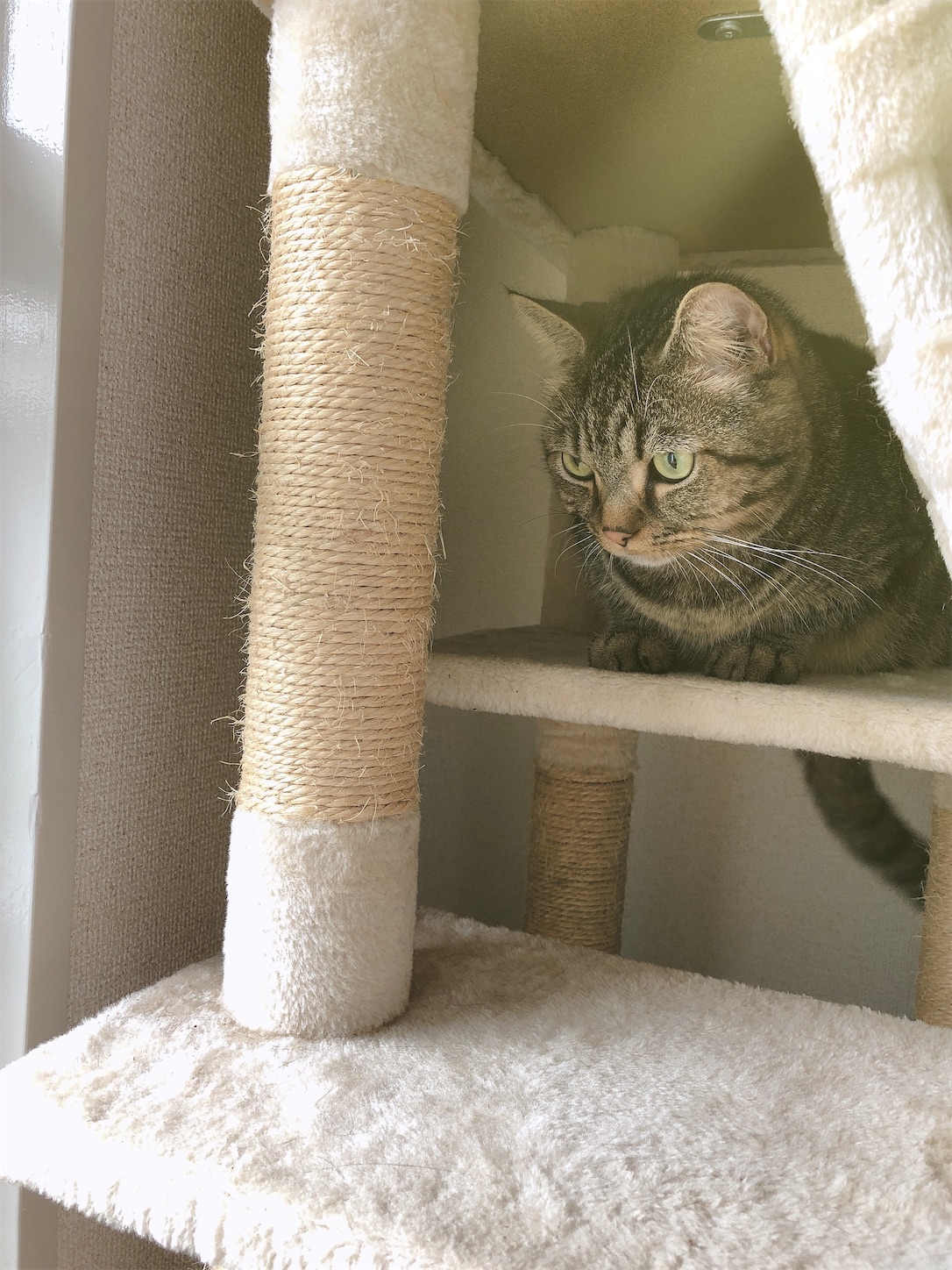 f:id:miisuketan:20201216194122j:image