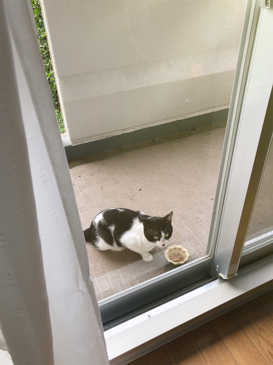 f:id:miisuketan:20201216194131j:image