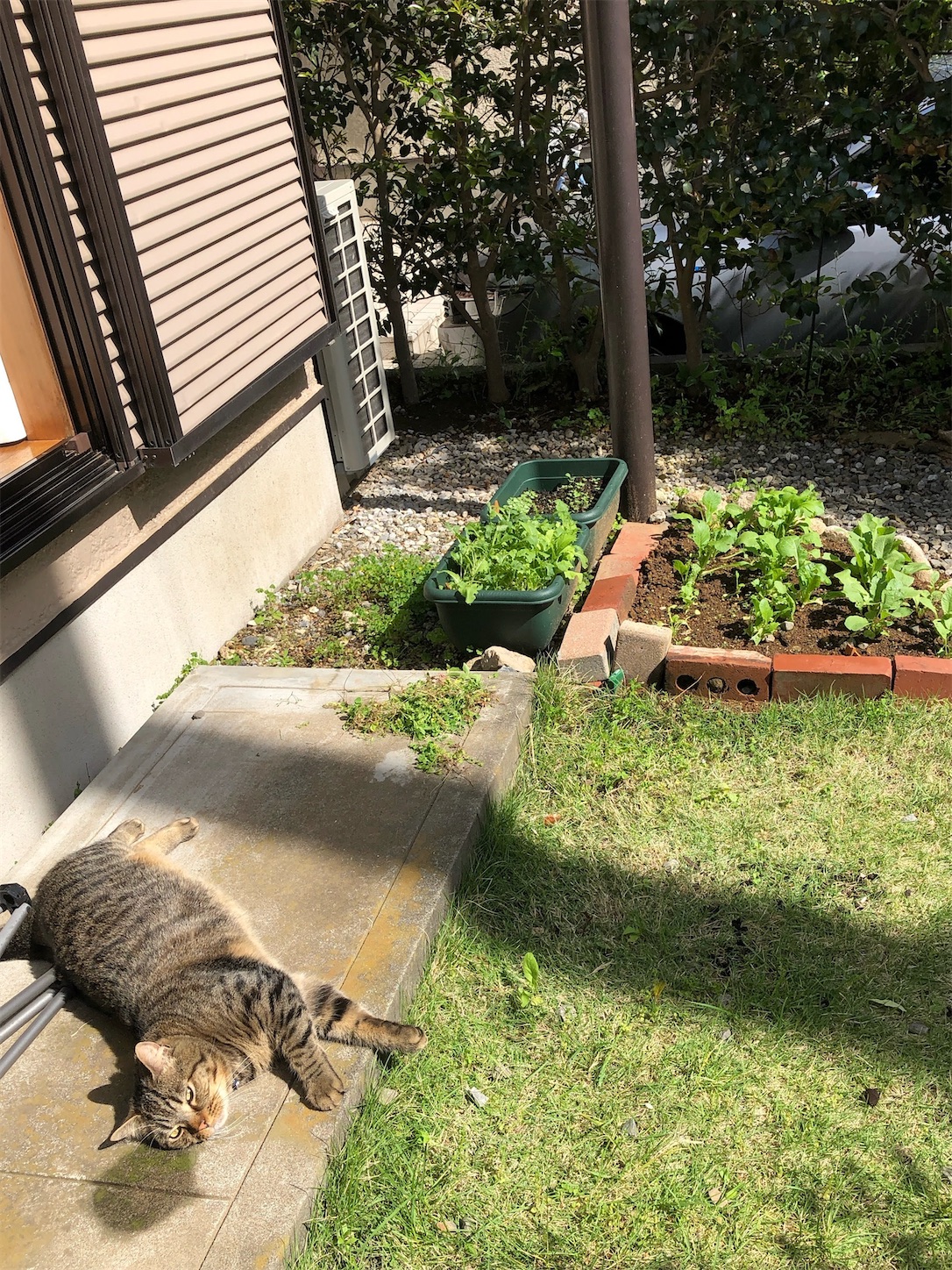 f:id:miisuketan:20240403075751j:image