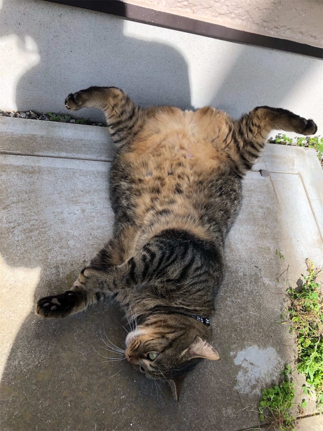 f:id:miisuketan:20240403075755j:image