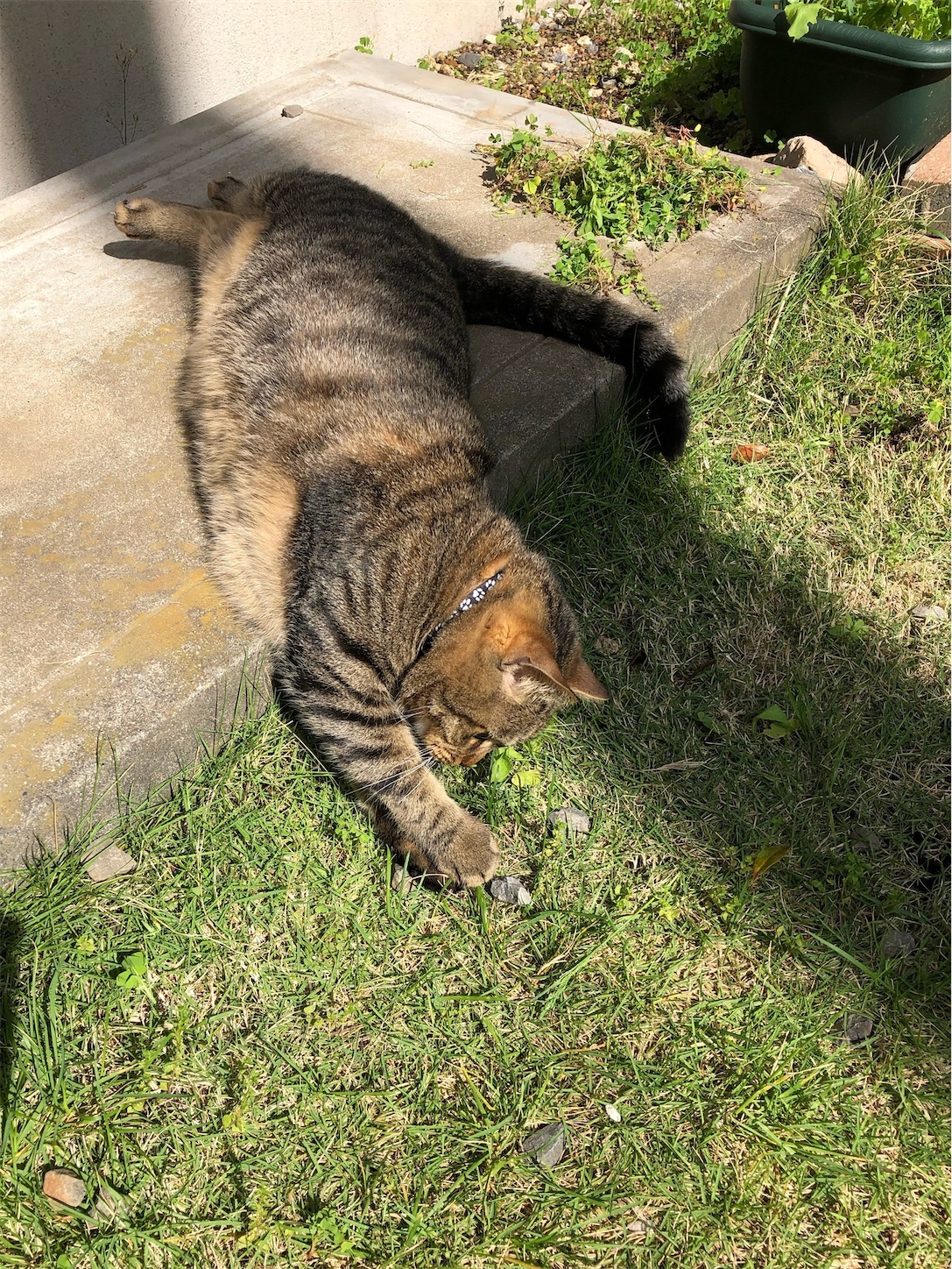 f:id:miisuketan:20240403075759j:image