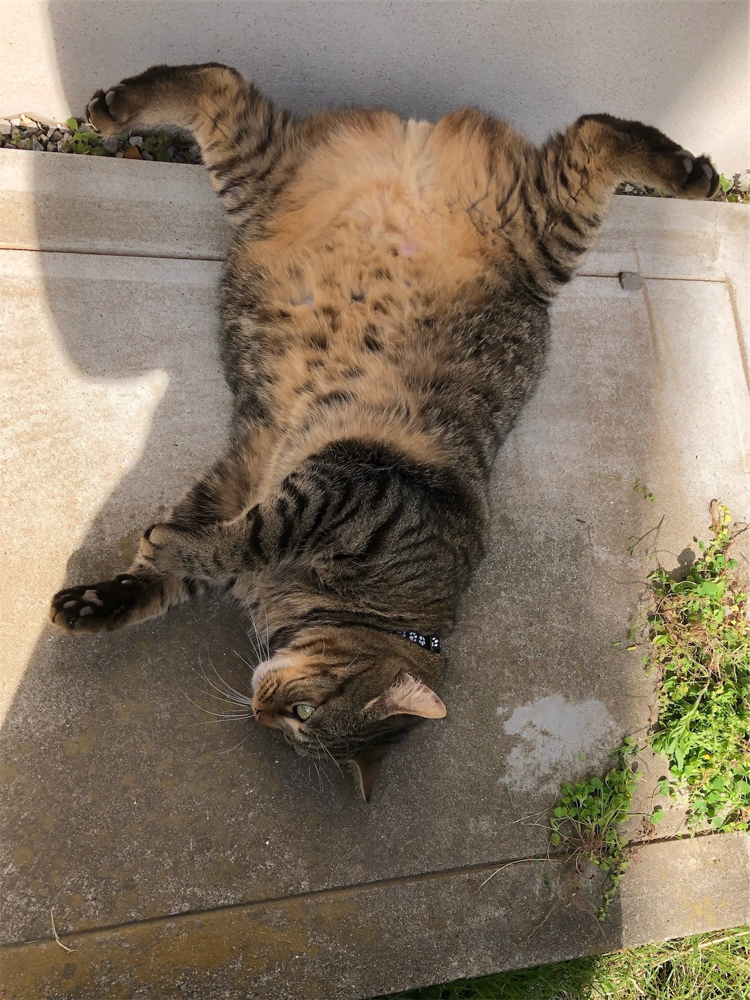 f:id:miisuketan:20240403075811j:image