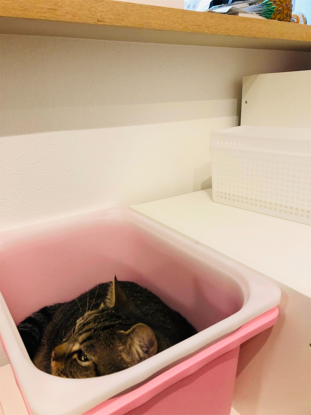 f:id:miisuketan:20240405183433j:image