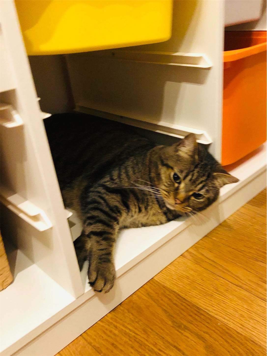 f:id:miisuketan:20240405183448j:image