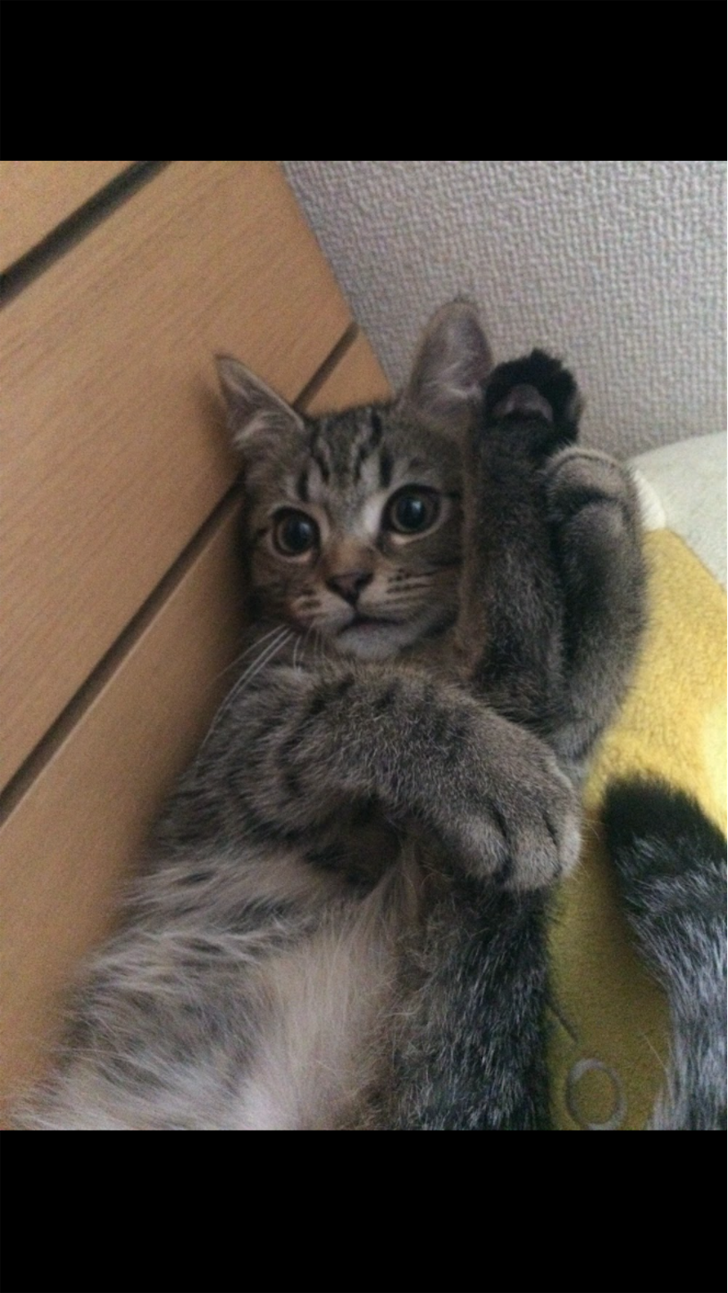 f:id:miisuketan:20250831093811p:image