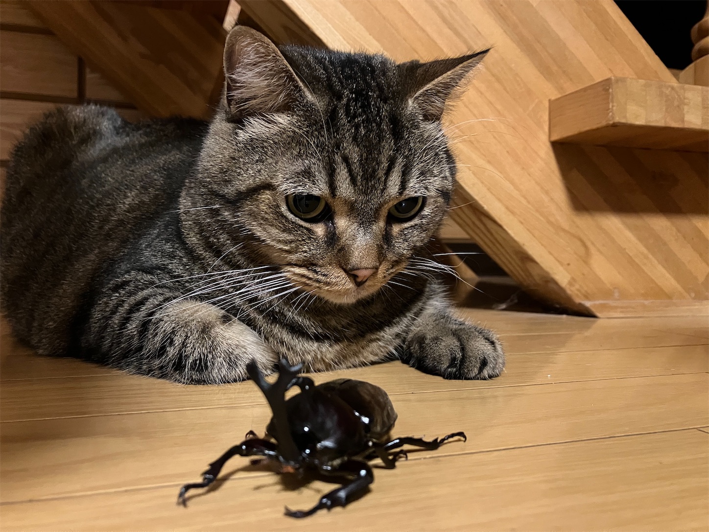 f:id:miisuketan:20250901103123j:image