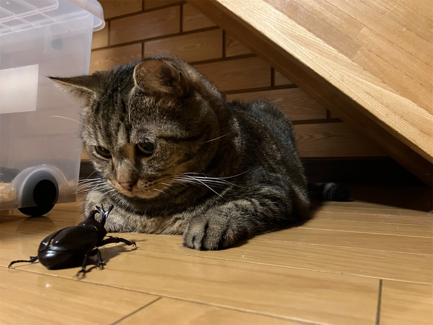 f:id:miisuketan:20250901103127j:image