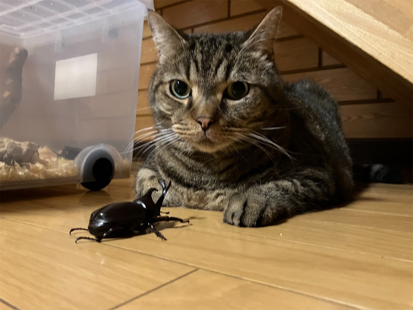 f:id:miisuketan:20250901103135j:image