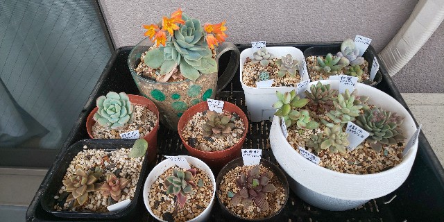 年5月6日 多肉植物 水やりして７日後の様子 シワシワが見事にぷっくり復活してたよ 猫と多肉植物と私の日常
