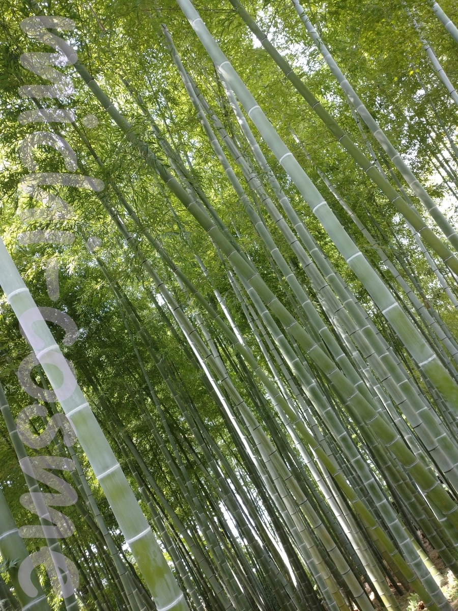 f:id:miityo_51:20200804092253j:plain