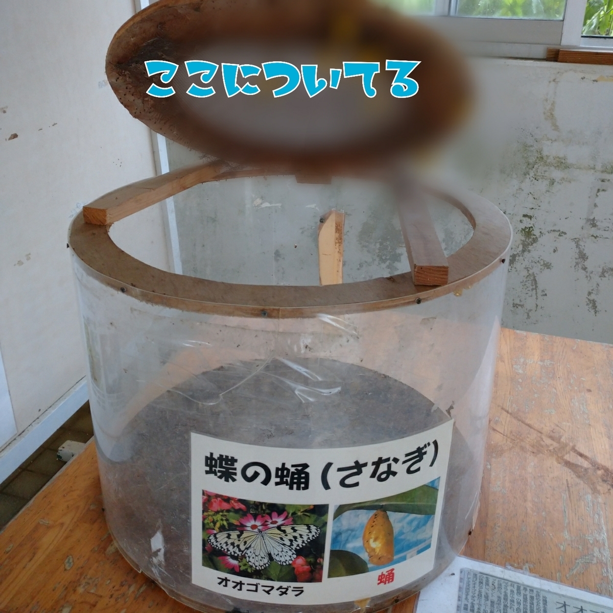 f:id:miityo_51:20201207134738j:plain