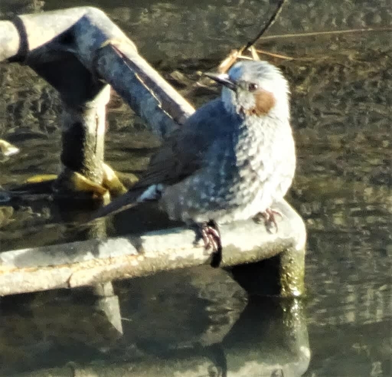 朝陽は恵む 心に恵む - 隼人堀川・カワセミ日記