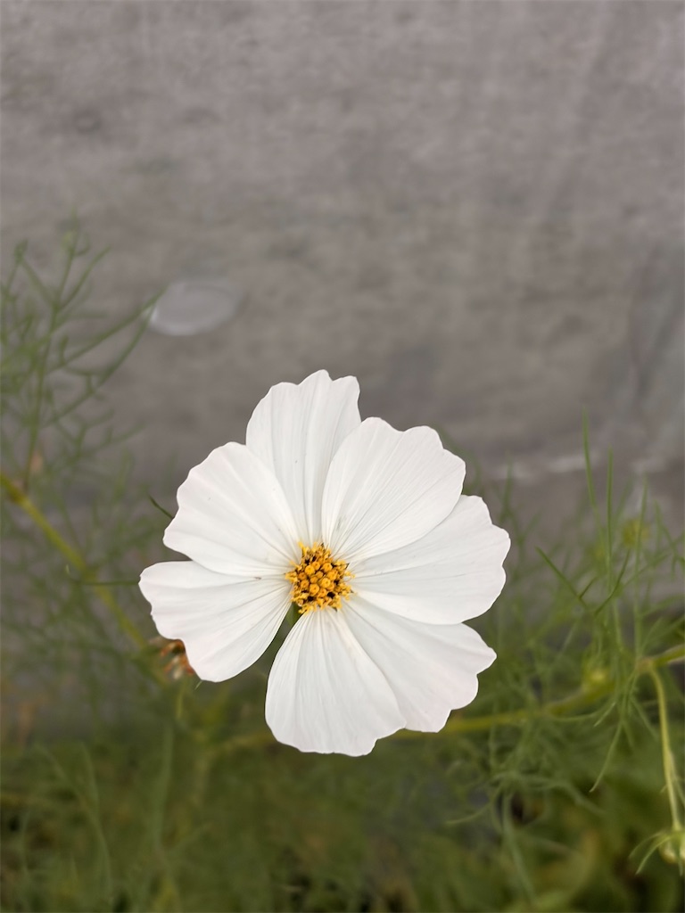 f:id:mijita212:20260913054946j:image