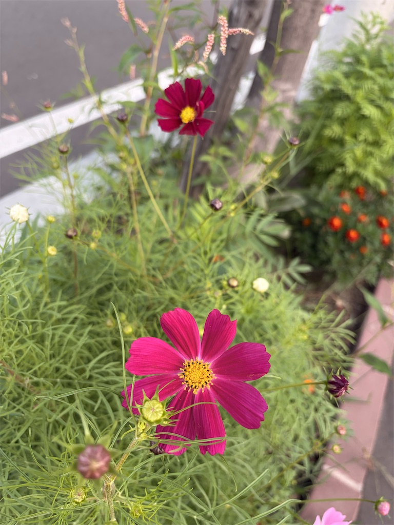 f:id:mijita212:20260913054955j:image