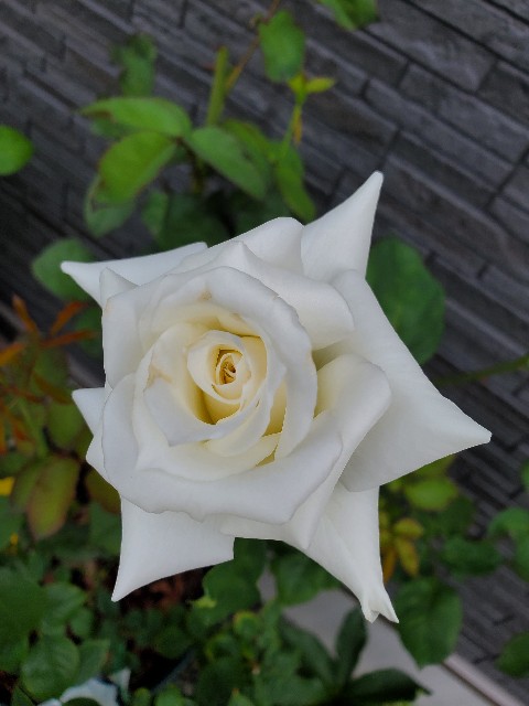 f:id:mijix:20240613213951j:image