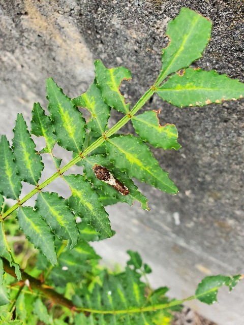 f:id:mijix:20240916012309j:image f:id:mijix:20240916012309j:image