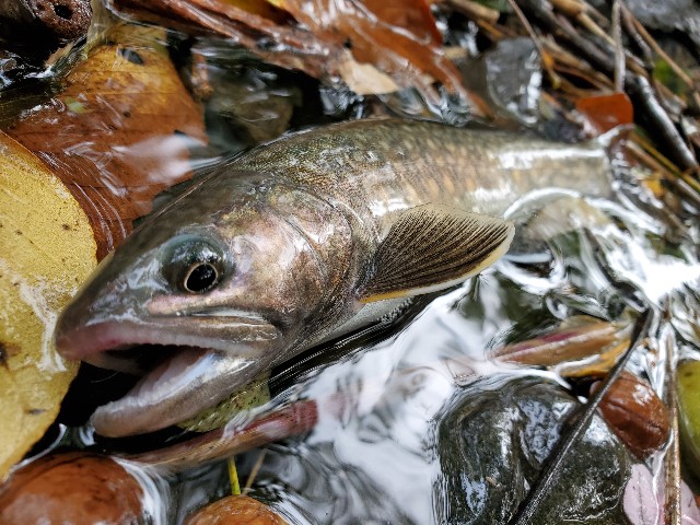 f:id:mijix:20240929203735j:image f:id:mijix:20240929203735j:image