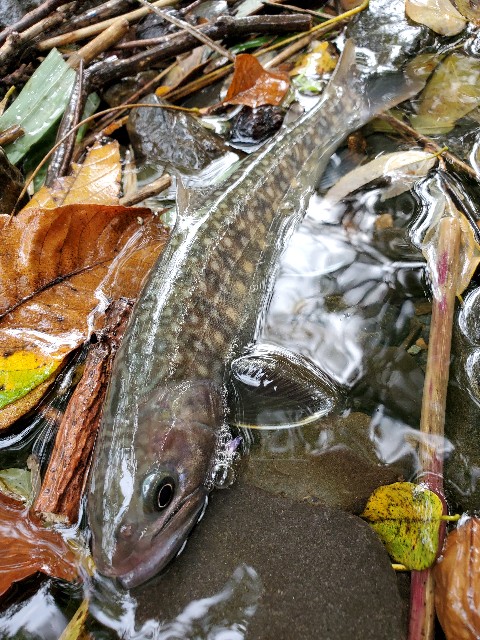 f:id:mijix:20240929203803j:image f:id:mijix:20240929203803j:image