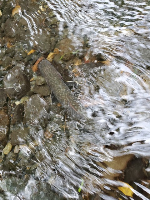 f:id:mijix:20240929204005j:image f:id:mijix:20240929204005j:image