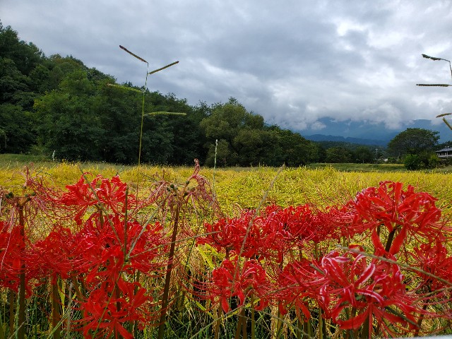 f:id:mijix:20240929215914j:image f:id:mijix:20240929215914j:image