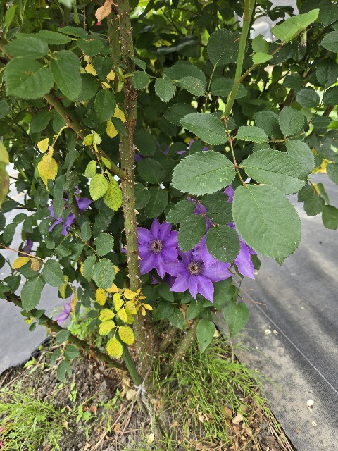 f:id:mijix:20250615202743j:image