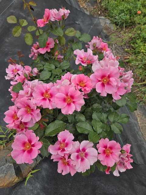 f:id:mijix:20250615202754j:image