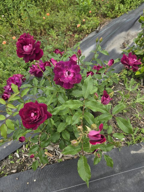 f:id:mijix:20250615202846j:image