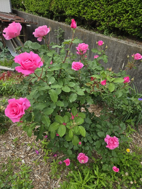 f:id:mijix:20250615202856j:image