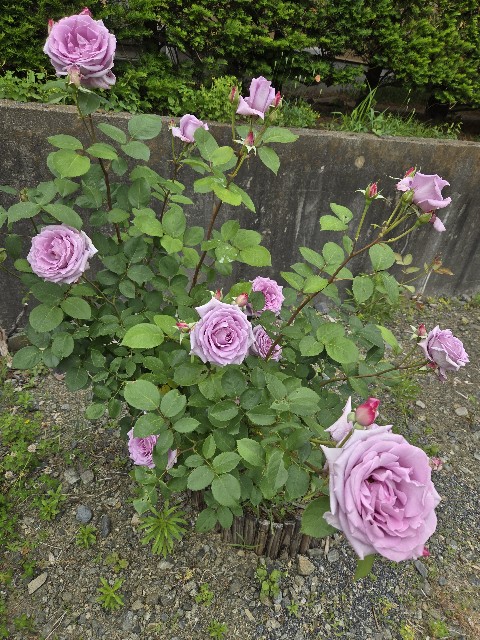 f:id:mijix:20250615202929j:image