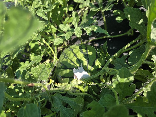 f:id:mijix:20250808121640j:image