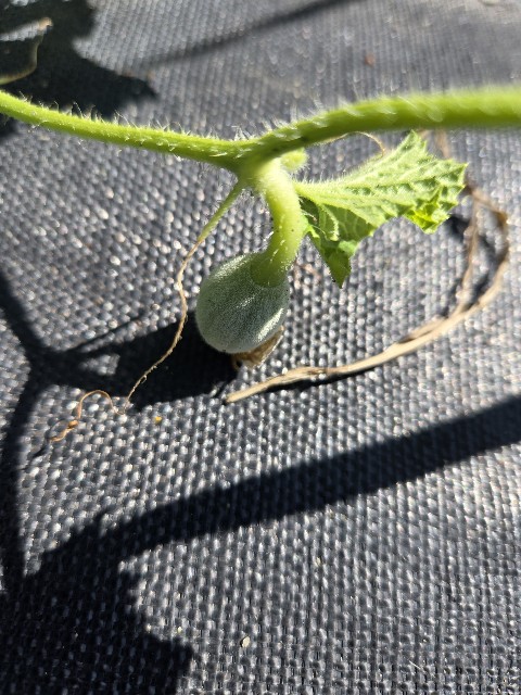 f:id:mijix:20250808212652j:image