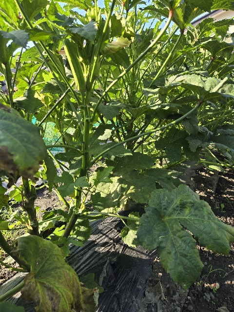 f:id:mijix:20250816130532j:image