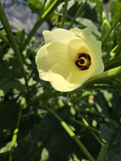 f:id:mijix:20250816130612j:image