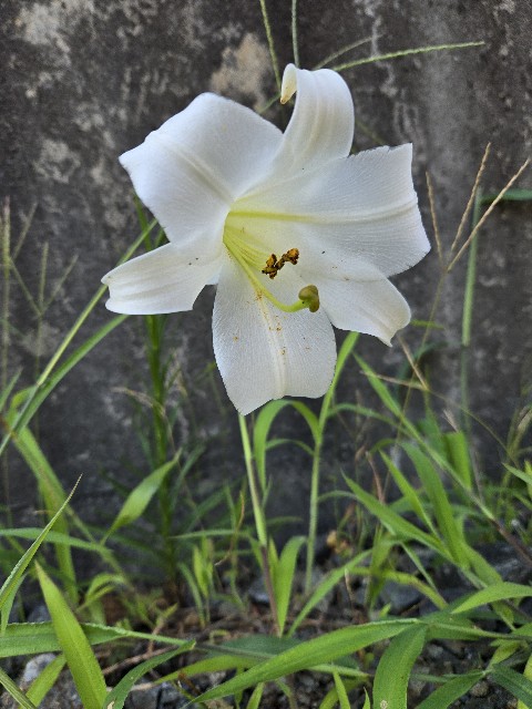 f:id:mijix:20250829224204j:image