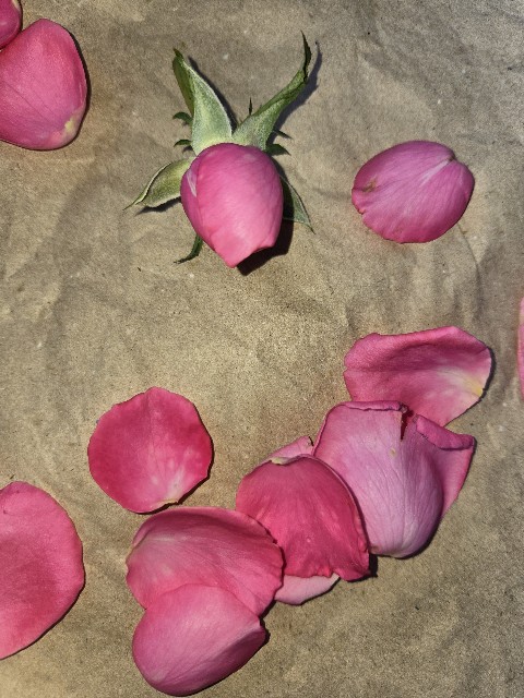 f:id:mijix:20250922222057j:image