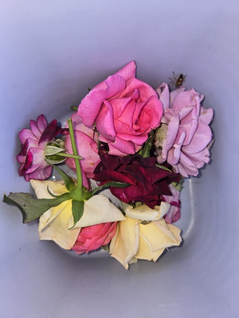 f:id:mijix:20250922222110j:image