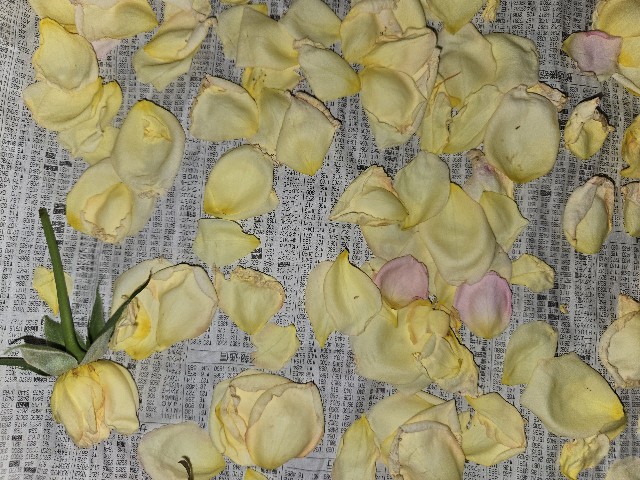 f:id:mijix:20250922222652j:image