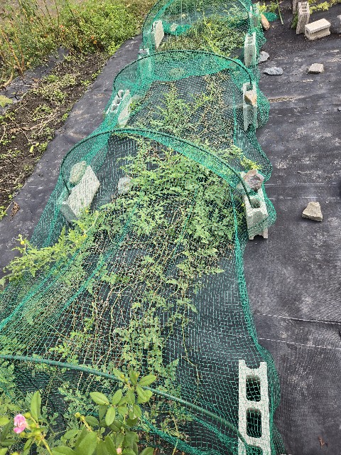 f:id:mijix:20250923101029j:image