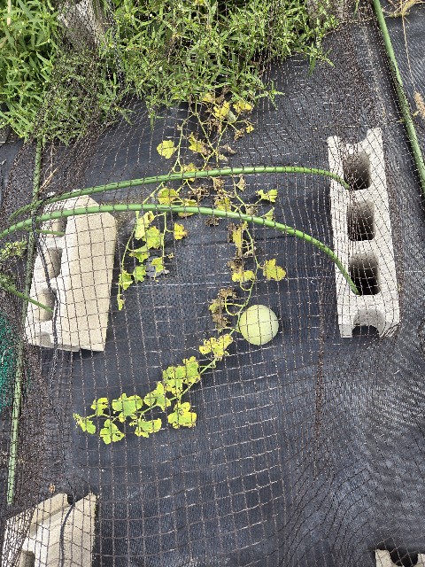 f:id:mijix:20250923101209j:image