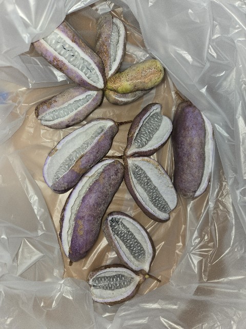 f:id:mijix:20251006005015j:image