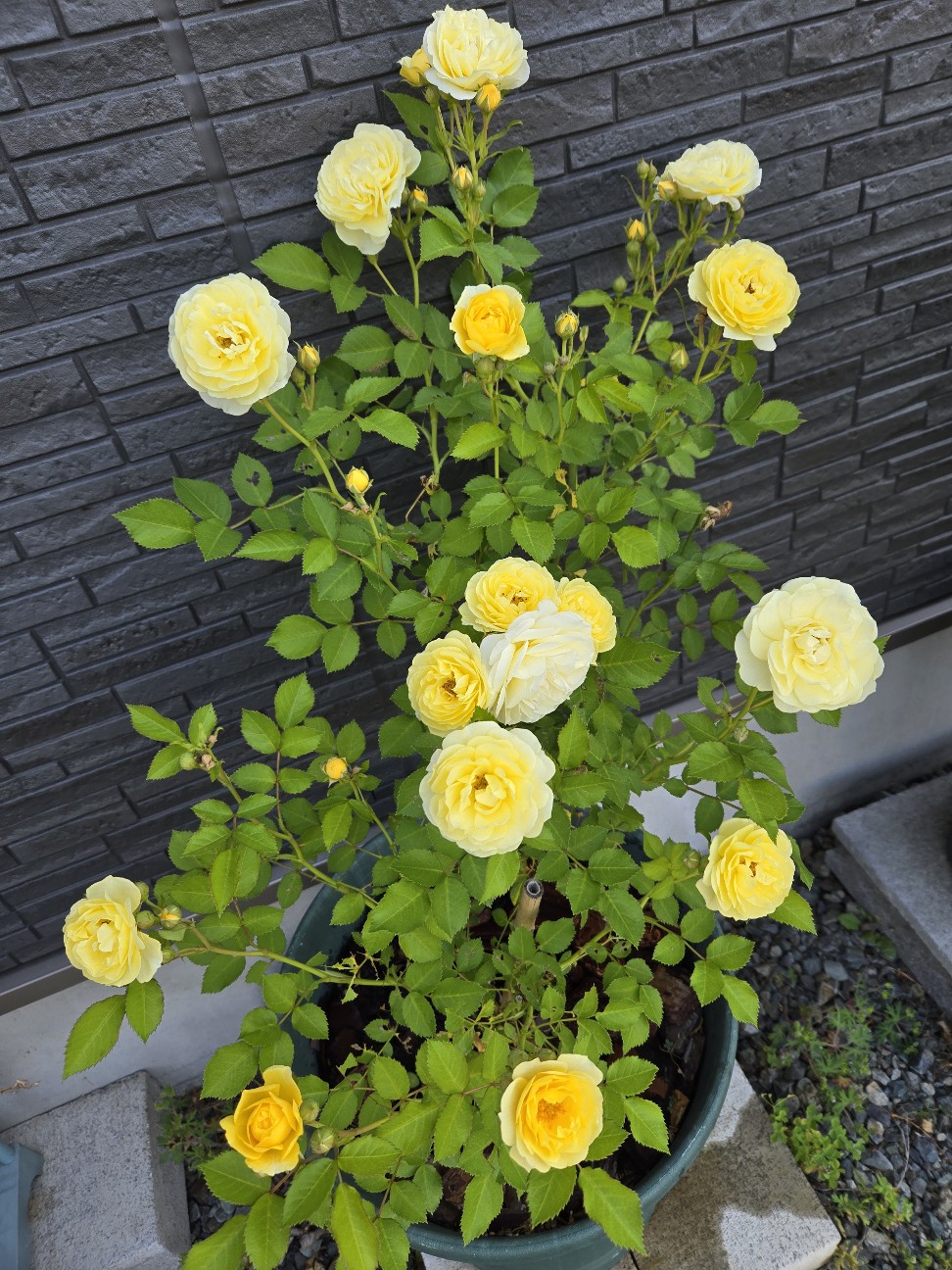 f:id:mijix:20260522121715j:image f:id:mijix:20260522121715j:image