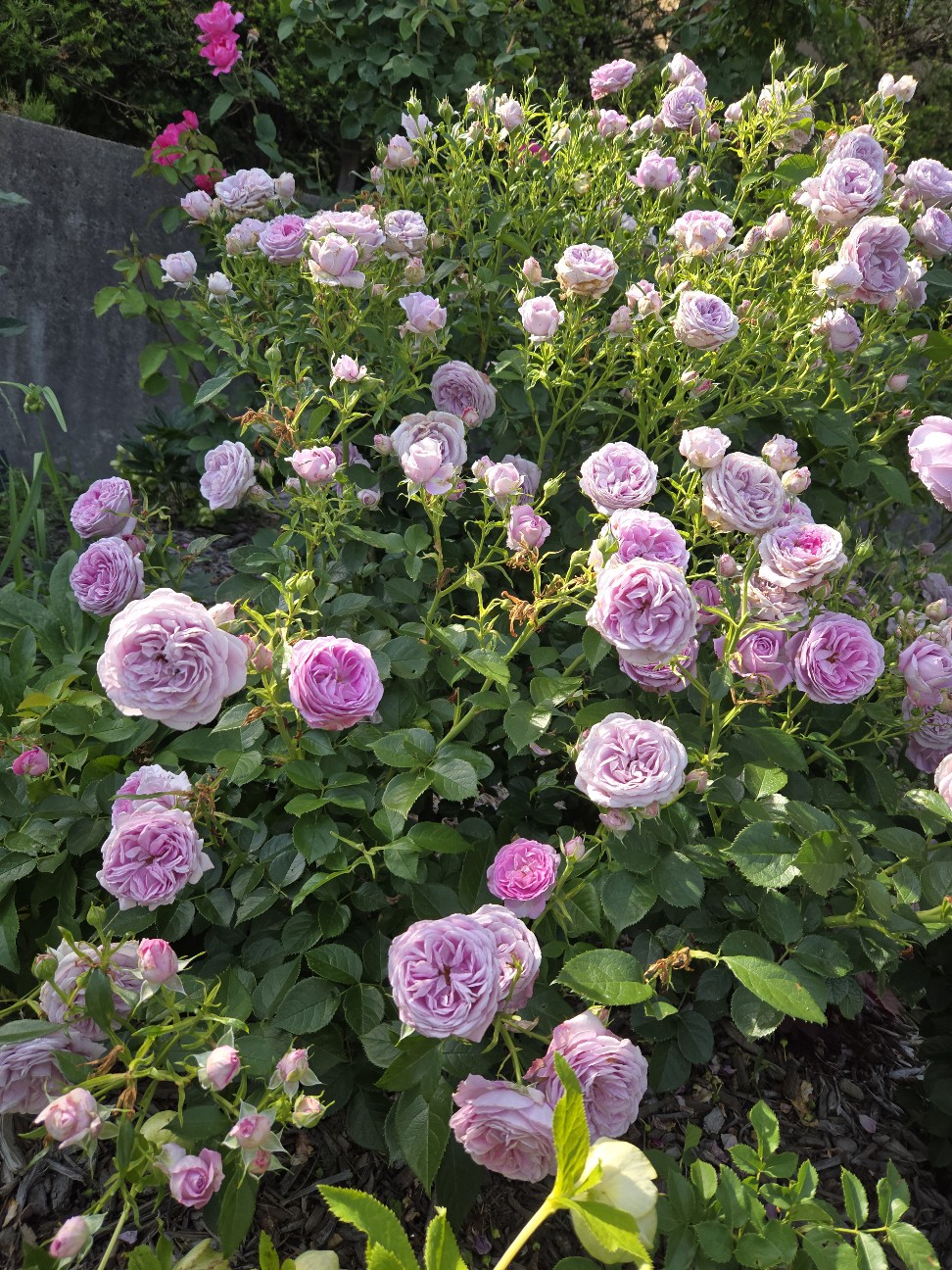 f:id:mijix:20260606215416j:image f:id:mijix:20260606215416j:image