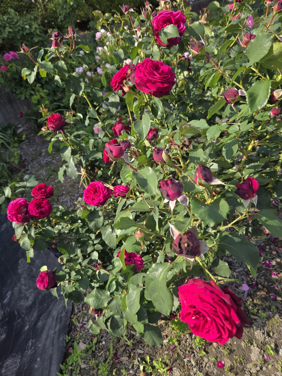 f:id:mijix:20260606215417j:image f:id:mijix:20260606215417j:image