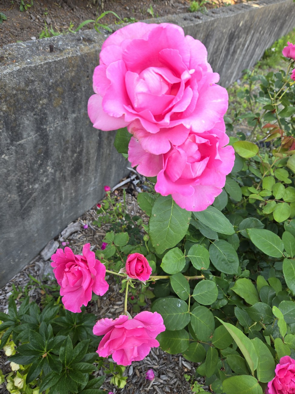 f:id:mijix:20260606215420j:image f:id:mijix:20260606215420j:image