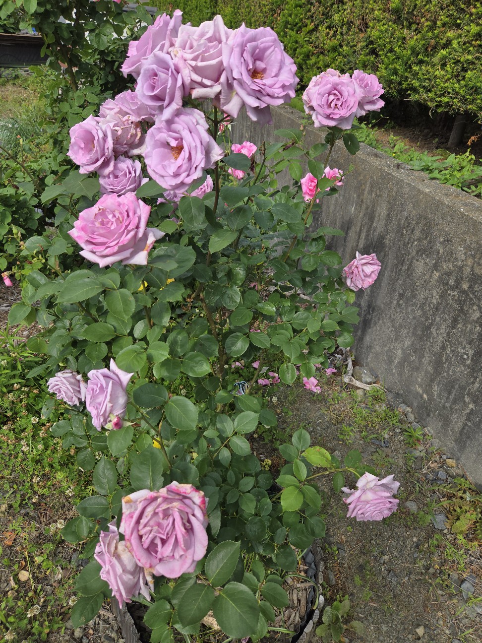 f:id:mijix:20260606215424j:image f:id:mijix:20260606215424j:image