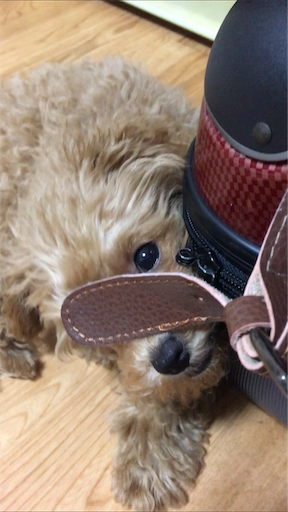 f:id:mijyukorea:20190325011746p:image f:id:mijyukorea:20190325011746p:image