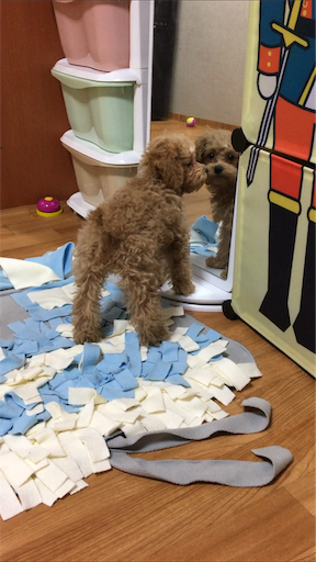 f:id:mijyukorea:20190325023715p:image f:id:mijyukorea:20190325023715p:image