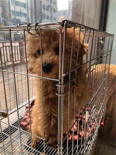 f:id:mijyukorea:20190325031223j:image f:id:mijyukorea:20190325031223j:image