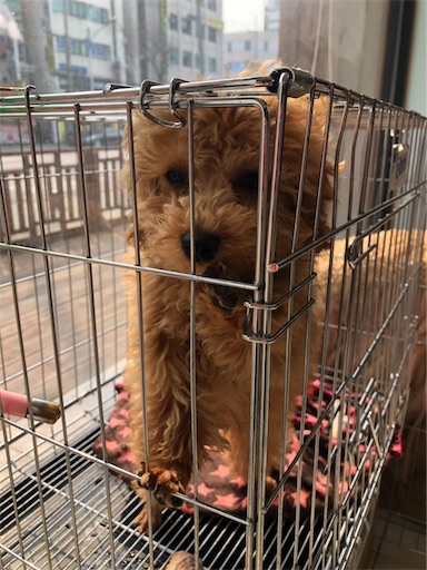f:id:mijyukorea:20190325041546j:image f:id:mijyukorea:20190325041546j:image